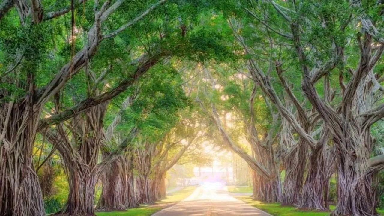 Tree tunnel with sunlight shining through
